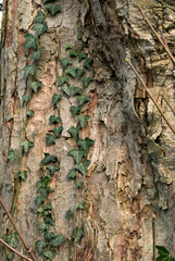 Textures in nature ivy on oak bark