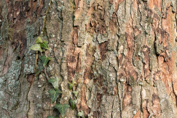 Textures in nature ivy on oak bark