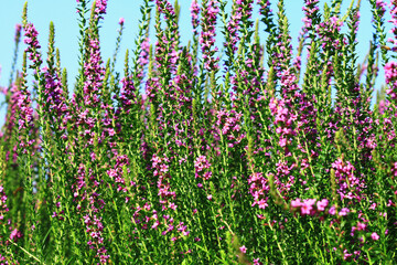 beautiful view of blooming Spiked Loosestrlfe(Purple Lythrum) flowers,close-up of purple flowers blooming in the garden with blue sky 