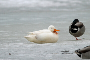 White Duck hanging out with the Mallards