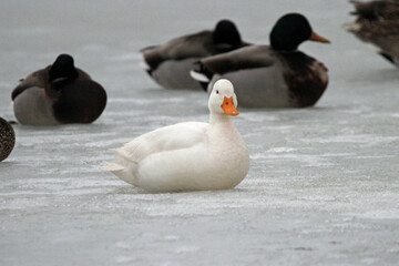 White Duck hanging out with the Mallards
