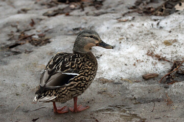 Mallard Ducks Drakes and Hens