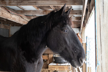 Beautiful Draft Horses in Winter Snowstorm With Flowing Manes
