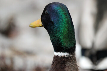 Mallard Drake Duck Winter Wisconsin