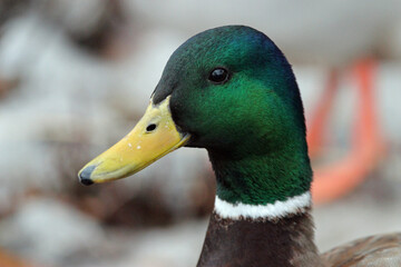 Mallard Drake Duck Winter Wisconsin