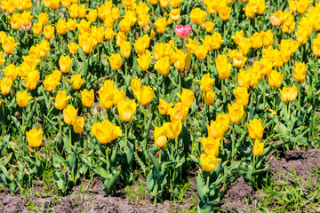Large flowerbed of yellow tulips in the park at spring