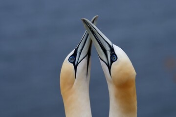 Basstölpel (Morus bassanus) bei der Begrüßung.