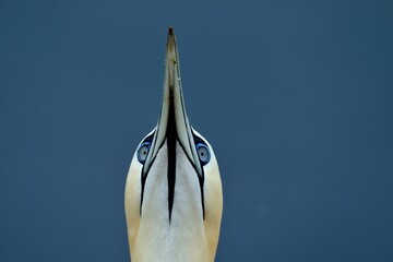 Ein Basstölpel (Morus bassanus) in der Frontansicht.