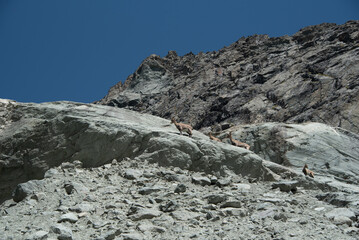 a herd of ibexes overhang the path in direction of the glacier of Arnes not far from the refuge of Averole near the village of Bessans in Vanoise in the Alps