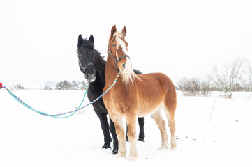 Obraz premium Beautiful Draft Horses in Winter Snowstorm With Flowing Manes