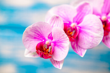 A branch of purple orchids on a blue wooden background
