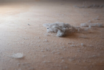Dust nad Dirt on a Wooden Floor. Dirty Floor under Bed. Colonies of Dust Bunnies Underneath. Under...