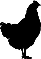 Black isolated silhouette of a hen