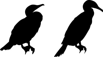 Two isolated silhouettes of a cormorant standing still.