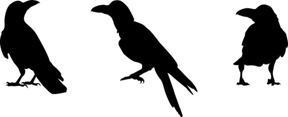 Three isolated black silhouettes of standing large-billed crows (Corvus macrorhynchos)