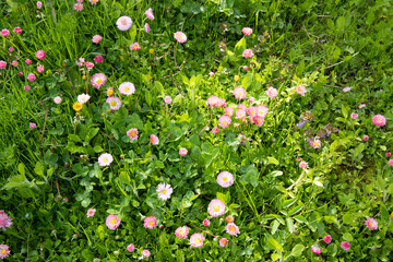 Pink and white flowers of daisy growing in a green meadow.