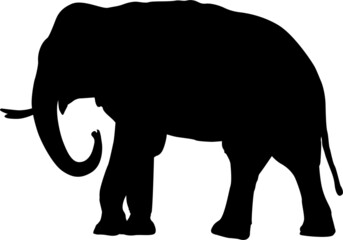 Black isolated silhouette of an Asian elephant (Elephas maximus)