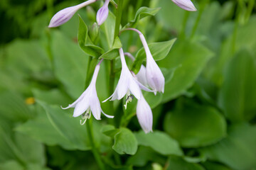 Obraz premium Beautiful blooming hosta in the shady garden.