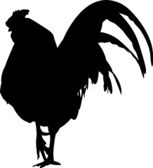 Black isolated silhouette of a rooster