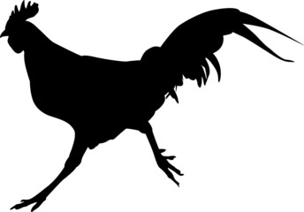 Black isolated silhouette of a running rooster