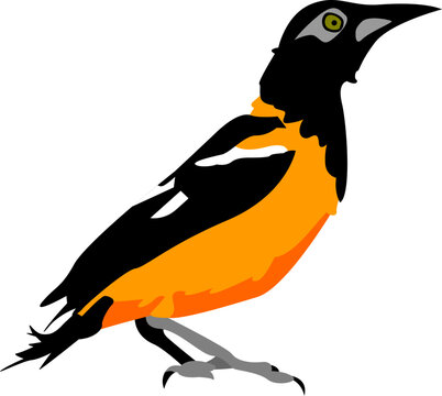 Venezuelan troupial (Icterus icterus) illustration