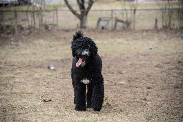 Happy Black Fluffy Golden Doodle or Poodle Playing Catch With a Ball and Spending Time Outside