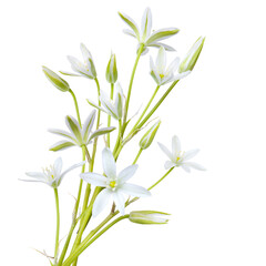 Bouquet of Ornithógalum flowers isolated on white background. White wild flowers isolated on white background. Ornithogalum flower