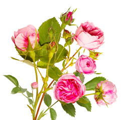 Obraz premium Isolated bouquet of pink rose flowers on white background. Bud and leaf of Pink rose flower isolated on white. Tea rose. Aroma rose flowers