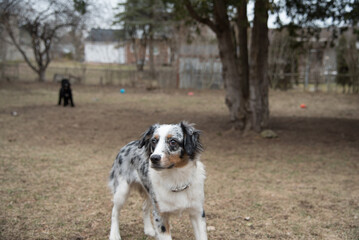 Blue Merle Australian Sheppard Aussie Dog or Puppy Playing Catch and Running Outside in the Grass