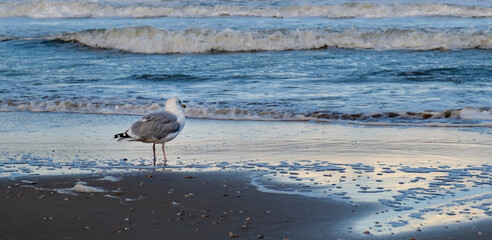 sea gull ocean water blue beach wave seagull bird sky Scheveningen The Hague Den Haag Netherlands
