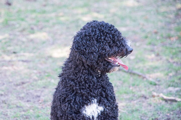 Happy Black Fluffy Golden Doodle or Poodle Playing Catch With a Ball and Spending Time Outside