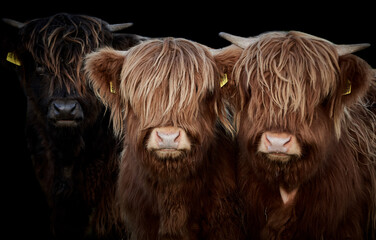 Outdoor-Kissen Close-up of three Highland calves (Bos taurus taurus) isolated on black background.