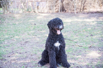 Happy Black Fluffy Golden Doodle or Poodle Playing Catch With a Ball and Spending Time Outside