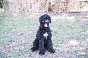 Happy Black Fluffy Golden Doodle or Poodle Playing Catch With a Ball and Spending Time Outside