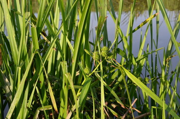 Zarośla wodne, Polska © Ewa