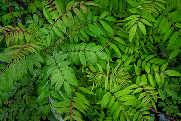 background green leaves on a bush close-up with dew drops