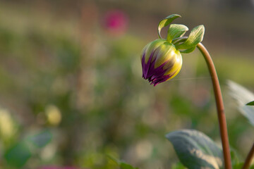 Beautiful Natural   Purple Color flower Buds with Blurry Background