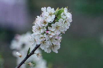 Fototapeta premium The white plum blossoms on the branches of the plum tree in the orchard are in bloom