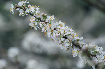 The white plum blossoms on the branches of the plum tree in the orchard are in bloom