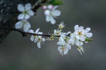 The white plum blossoms on the branches of the plum tree in the orchard are in bloom