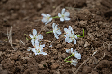 There are plum flowers falling from trees on the land