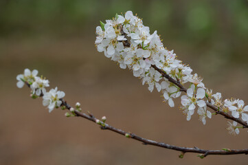 The white plum blossoms are in bloom
