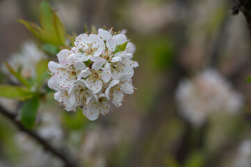 Obraz premium The white plum blossoms are in bloom