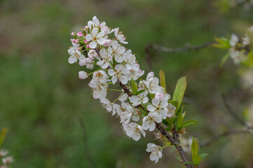 The white plum blossoms are in bloom