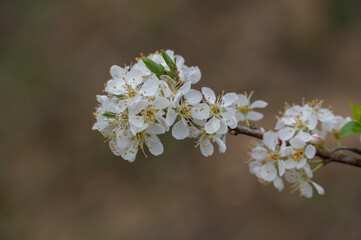 The white plum blossoms are in bloom