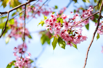 Beautiful pink cherry blossoms or Wild Himalayan cherry (Prunus cerasoides) flowers in blue sky.