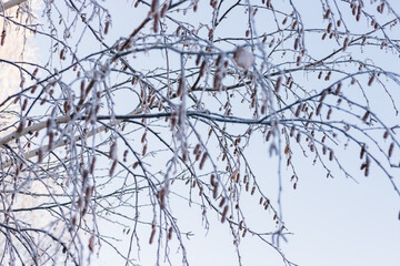 winter forest. trees covered with frost and snow