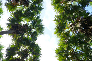 Palmyra Palm Park in Phetchaburi Province, Thailand