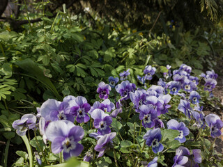 Fototapeta premium Meadow with blooming Viola tricolor flowers