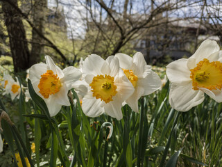 Obraz premium Photo of the Flower of Poet`s Narcissi or Pheasant`s Eye Narcissus Poeticus in botanical garden.